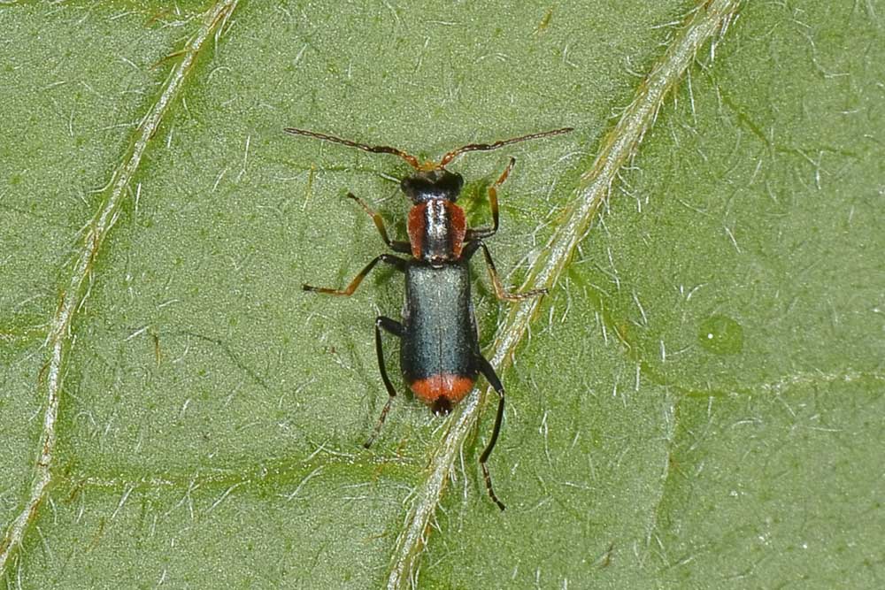 Malachiidae: Cyrtosus ovalis?  Sì, maschio